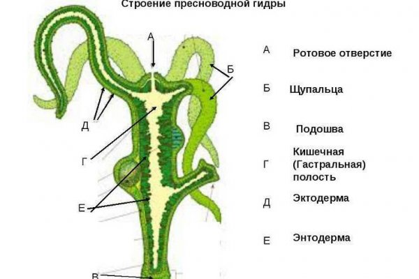 Кракен ты знаешь где покупать